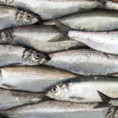 Mnóstwo świeżych, błyszczących śledzi ułożonych ciasno obok siebie. Idealna, tania ryba na obiad.