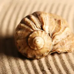 Szum morza w muszli? Odkryj, dlaczego to nie ocean, lecz rezonans!