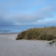 Piasek i trawy na wydmach prowadzą do spokojnych miejscowości nad morzem. Błękitne niebo i spokojne morze tworzą idealne tło.