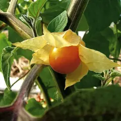 Pomarańczowy owoc physalis, otoczony żółtymi, papierowymi liśćmi, dojrzewa na zielonej łodydze.