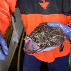 Ręce w niebieskich rękawiczkach trzymają rybę z otwartym pyskiem, przypominającą czarnego diabła morskiego.