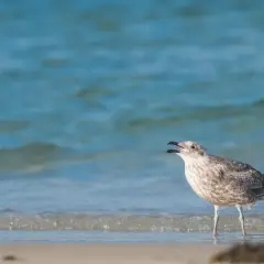 Młoda mewa woła na plaży, fale Bałtyku szumią za nią.