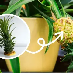 Mały ananas rośnie na roślinie w doniczce. W okręgu widać jego zieloną koronę, która pokazuje, gdzie rośnie ananas.