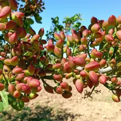 Gałąź drzewa pistacjowego oblepiona czerwono-zielonymi owocami, pokazująca, jak rosną pistacje.