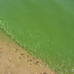 Zielona, mętną woda z glonami w Bałtyku przy piaszczystej plaży.
