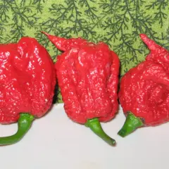 Trzy karmazynowe papryczki, każda z ostrym zakończeniem, wyglądają jak najostrzejsza papryczka.