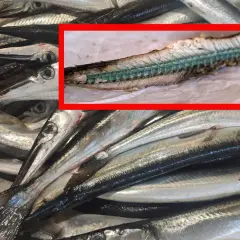 Ryby belony, z widocznym szkieletem, budzą pytanie: czy belona jest smaczna?