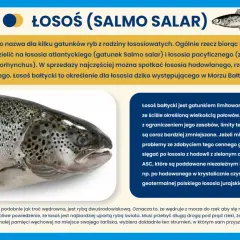 Zbliżenie na łososia bałtyckiego, dziką rybę wędrowną, która powraca do rzek na tarło.