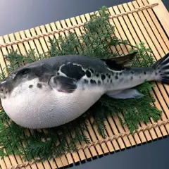 Ryba fugu, ozdobiona gałązkami, leży na bambusowej macie. Jej charakterystyczny, okrągły kształt i czarno-białe plamy przyciągają wzrok.