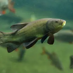 Oto lin, który pływa w wodzie. Czy lin jest smaczny? To pytanie zadaje sobie wielu wędkarzy.