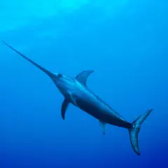 Ryba z mieczem, majestatyczny drapieżnik, pływa w głębinach oceanu.