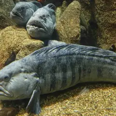 Zębacz, ryba o groźnym wyglądzie, jest zdrowa i pożywna. Jej mięso jest bogate w białko i kwasy omega-3.