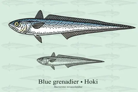 Dwa okazy ryby Hoki (Macruronus novaezelandiae), znanej też jako miruna. Czy miruna jest zdrowa? Tak, to ryba bogata w białko i kwasy omega-3.