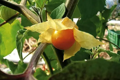 Pomarańczowy owoc physalis, otoczony żółtymi, papierowymi liśćmi, dojrzewa na zielonej łodydze.