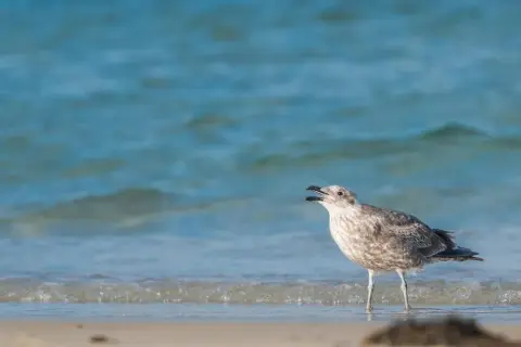 Młoda mewa woła na plaży, fale Bałtyku szumią za nią.