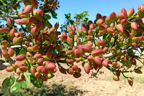 Gałąź drzewa pistacjowego oblepiona czerwono-zielonymi owocami, pokazująca, jak rosną pistacje.