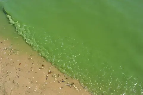 Zielona, mętną woda z glonami w Bałtyku przy piaszczystej plaży.
