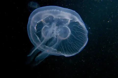 Przezroczysta meduza w Bałtyku, unosząca się w ciemnych wodach. Jej delikatne ciało i długie ramiona tworzą eteryczny obraz.