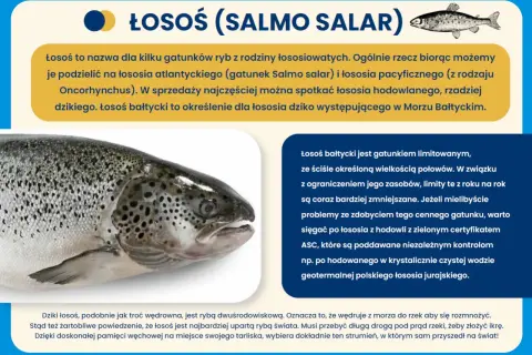 Zbliżenie na łososia bałtyckiego, dziką rybę wędrowną, która powraca do rzek na tarło.