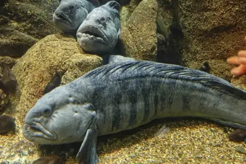 Zębacz, ryba o groźnym wyglądzie, jest zdrowa i pożywna. Jej mięso jest bogate w białko i kwasy omega-3.