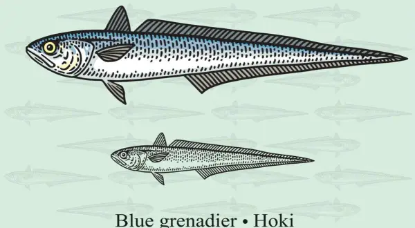 Dwa okazy ryby Hoki (Macruronus novaezelandiae), znanej też jako miruna. Czy miruna jest zdrowa? Tak, to ryba bogata w białko i kwasy omega-3.