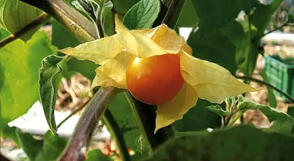 Pomarańczowy owoc physalis, otoczony żółtymi, papierowymi liśćmi, dojrzewa na zielonej łodydze.