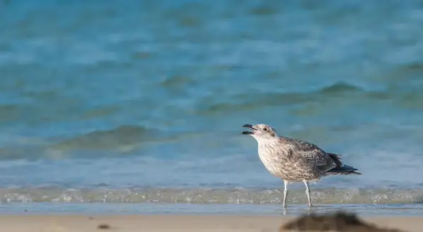 Młoda mewa woła na plaży, fale Bałtyku szumią za nią.