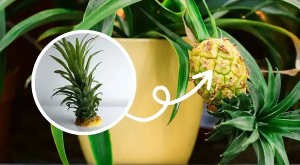Mały ananas rośnie na roślinie w doniczce. W okręgu widać jego zieloną koronę, która pokazuje, gdzie rośnie ananas.
