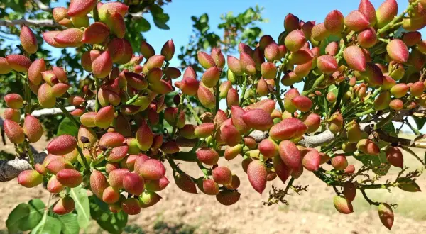 Gałąź drzewa pistacjowego oblepiona czerwono-zielonymi owocami, pokazująca, jak rosną pistacje.