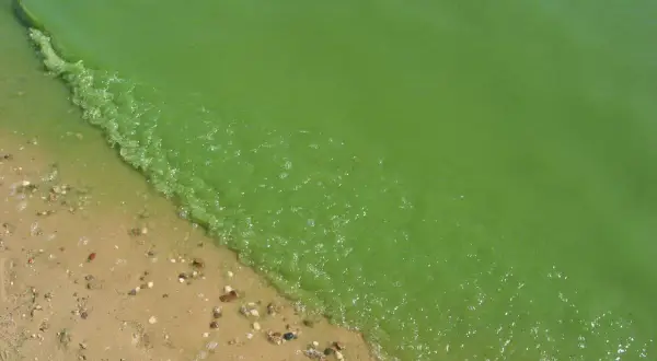 Zielona, mętną woda z glonami w Bałtyku przy piaszczystej plaży.