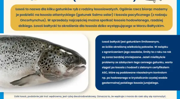 Zbliżenie na łososia bałtyckiego, dziką rybę wędrowną, która powraca do rzek na tarło.