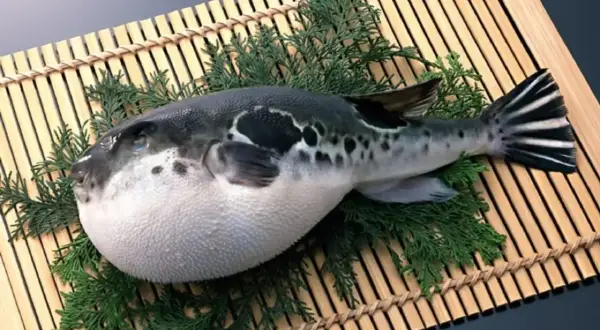 Ryba fugu, ozdobiona gałązkami, leży na bambusowej macie. Jej charakterystyczny, okrągły kształt i czarno-białe plamy przyciągają wzrok.