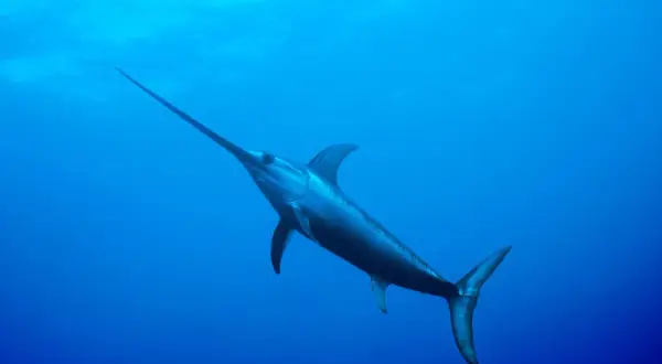 Ryba z mieczem, majestatyczny drapieżnik, pływa w głębinach oceanu.