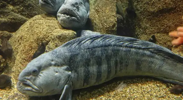 Zębacz, ryba o groźnym wyglądzie, jest zdrowa i pożywna. Jej mięso jest bogate w białko i kwasy omega-3.
