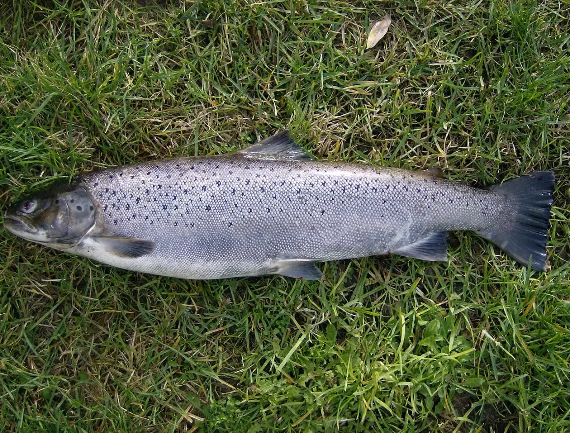 Troć wędrowna leżąca na trawie, z widocznymi ciemnymi plamkami na srebrzystym ciele.
