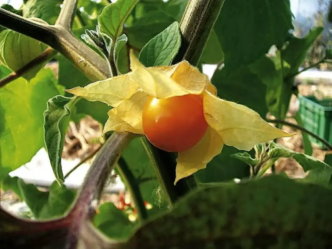 Pomarańczowy owoc physalis, otoczony żółtymi, papierowymi liśćmi, dojrzewa na zielonej łodydze.