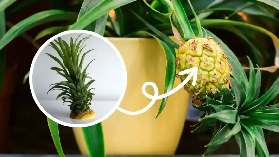 Mały ananas rośnie na roślinie w doniczce. W okręgu widać jego zieloną koronę, która pokazuje, gdzie rośnie ananas.