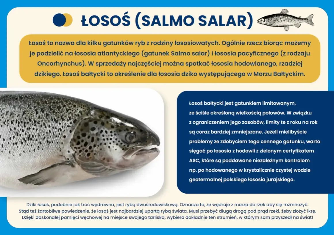 Zbliżenie na łososia bałtyckiego, dziką rybę wędrowną, która powraca do rzek na tarło.
