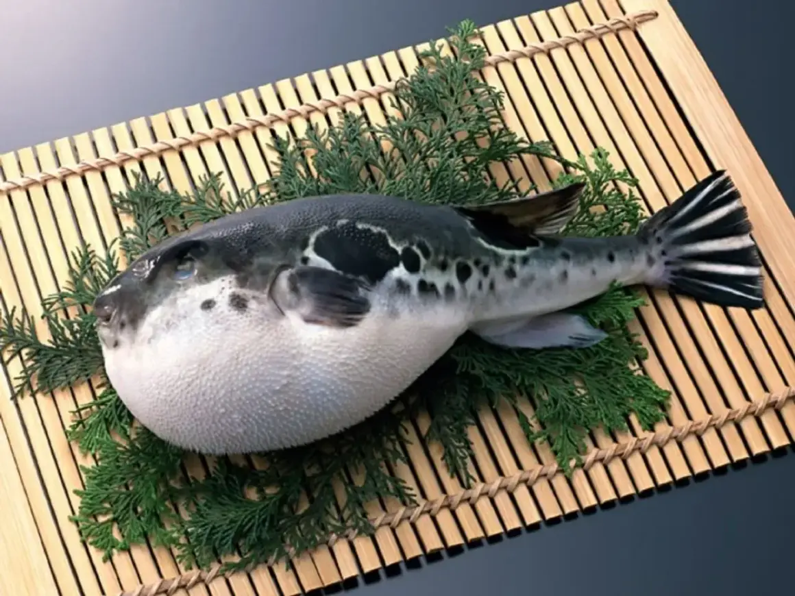 Ryba fugu, ozdobiona gałązkami, leży na bambusowej macie. Jej charakterystyczny, okrągły kształt i czarno-białe plamy przyciągają wzrok.