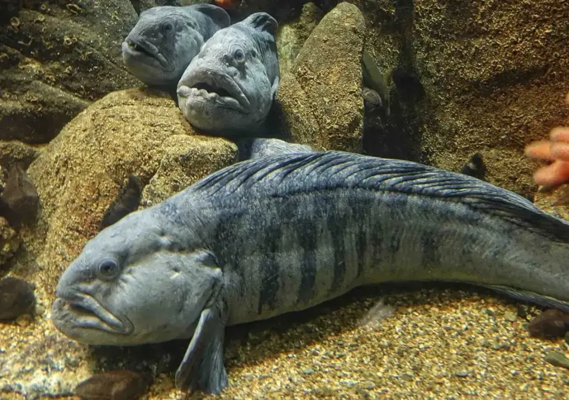 Zębacz, ryba o groźnym wyglądzie, jest zdrowa i pożywna. Jej mięso jest bogate w białko i kwasy omega-3.