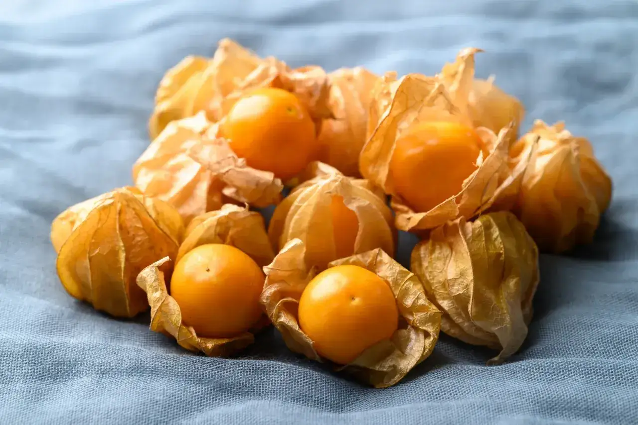 Kilka pomarańczowych owoców physalis w papierowych łupinkach leży na niebieskim materiale.