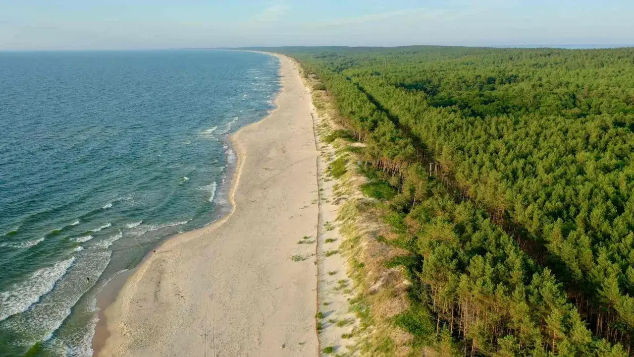 Piaszczysta pustynia w Polsce nad morzem, gdzie plaża przechodzi w gęsty las sosnowy.