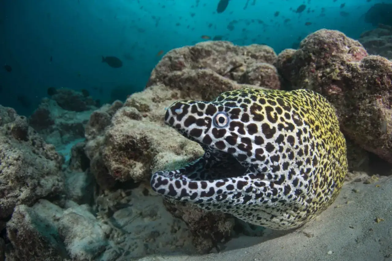 Murena ryba o cętkowanym, żółto-czarnym wzorze, z otwartym pyskiem, ukrywa się wśród skał na dnie oceanu.