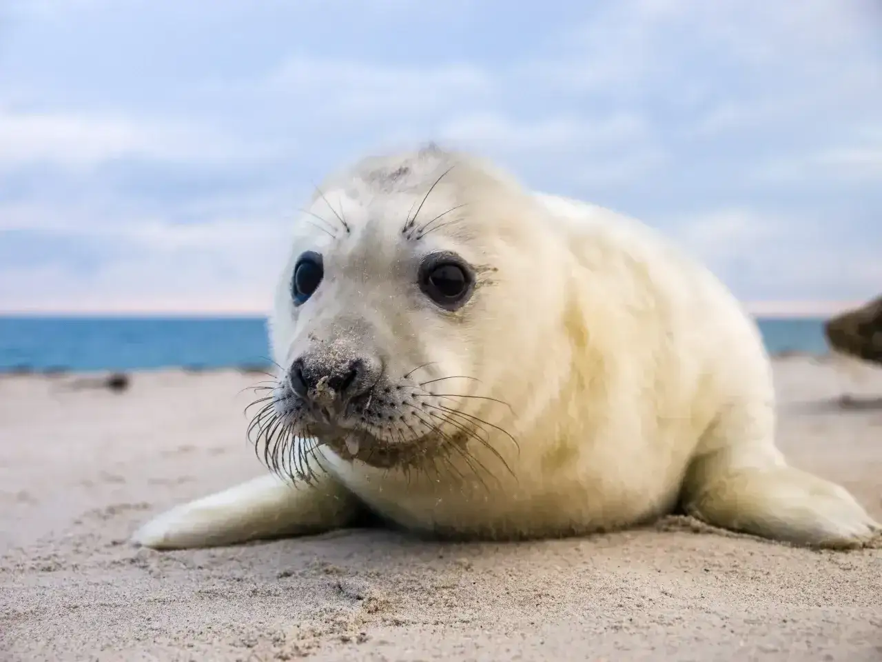Młoda foka na plaży, jeden z przykładów zwierząt żyjących w Morzu Bałtyckim.