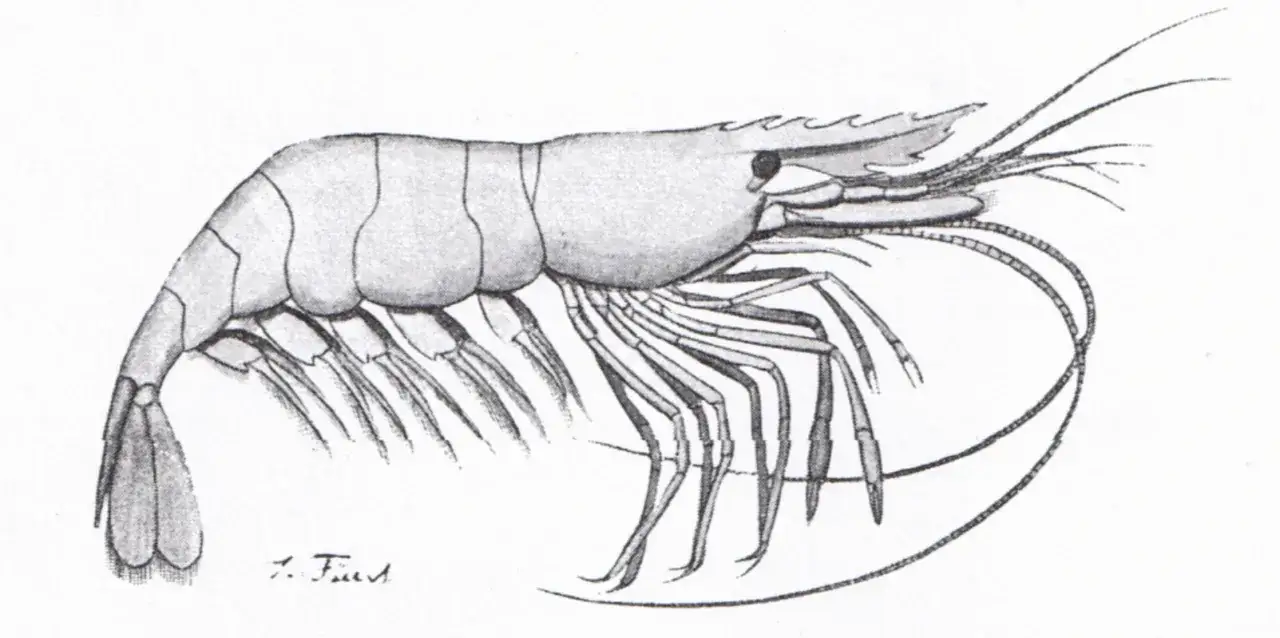 krewetka bałtycka palaemon adspersus