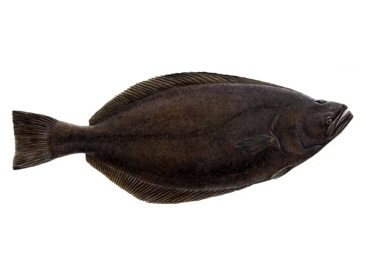 Halibut bałtyk, ciemnobrązowa ryba płaska z charakterystycznym kształtem, leży na białym tle.