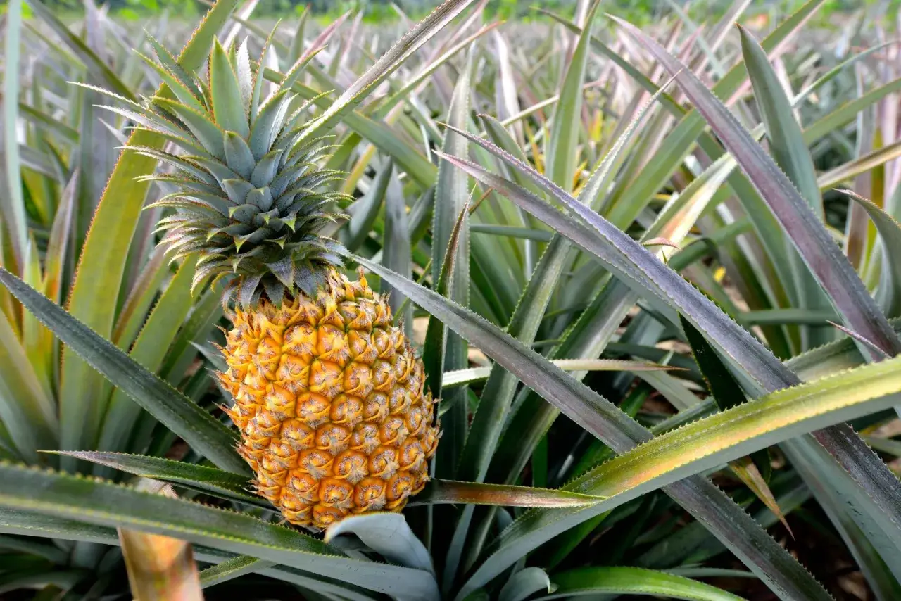 Dojrzały ananas wśród zielonych liści. Tak właśnie wygląda miejsce, gdzie rośnie ananas.