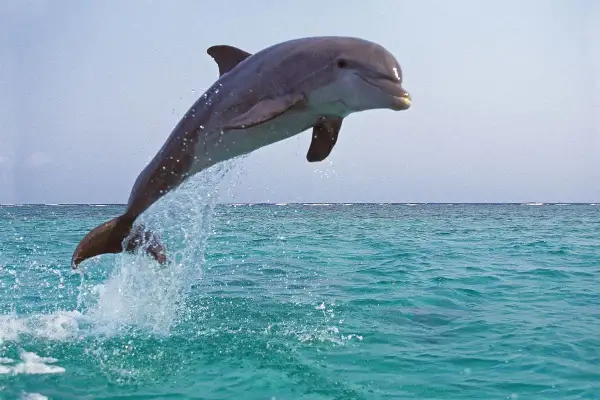 Delfiny w Bałtyku wyskakują z wody, tworząc kaskady bryzgów.