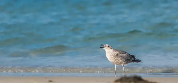 Młoda mewa woła na plaży, fale Bałtyku szumią za nią.
