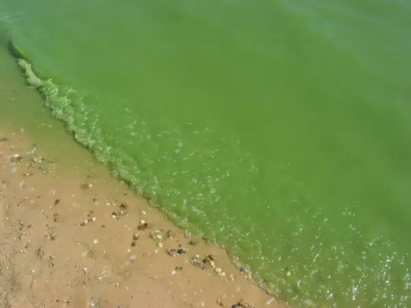 Zielona, mętną woda z glonami w Bałtyku przy piaszczystej plaży.
